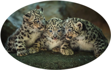 Crear imagen ovalada