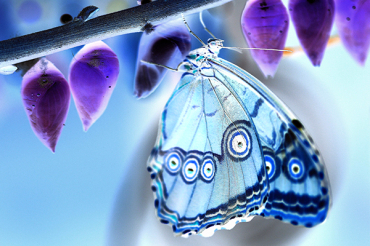 Imagen final (positivo-negativo)